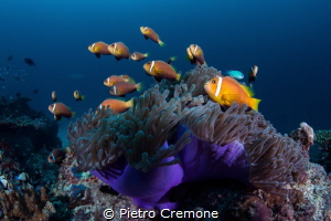 Crowded condominium. A very busy anemone with a school of... by Pietro Cremone 